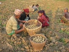 READ Farmer Cooperative - Nepal • <a style="font-size:0.8em;" href="https://www.flickr.com/photos/57374093@N03/8939893748/" target="_blank">View on Flickr</a>